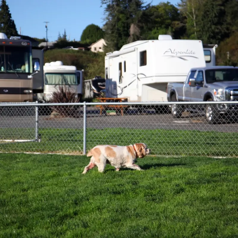Coos Bay RV Park 1609 Casino Exterior RV Park Dog