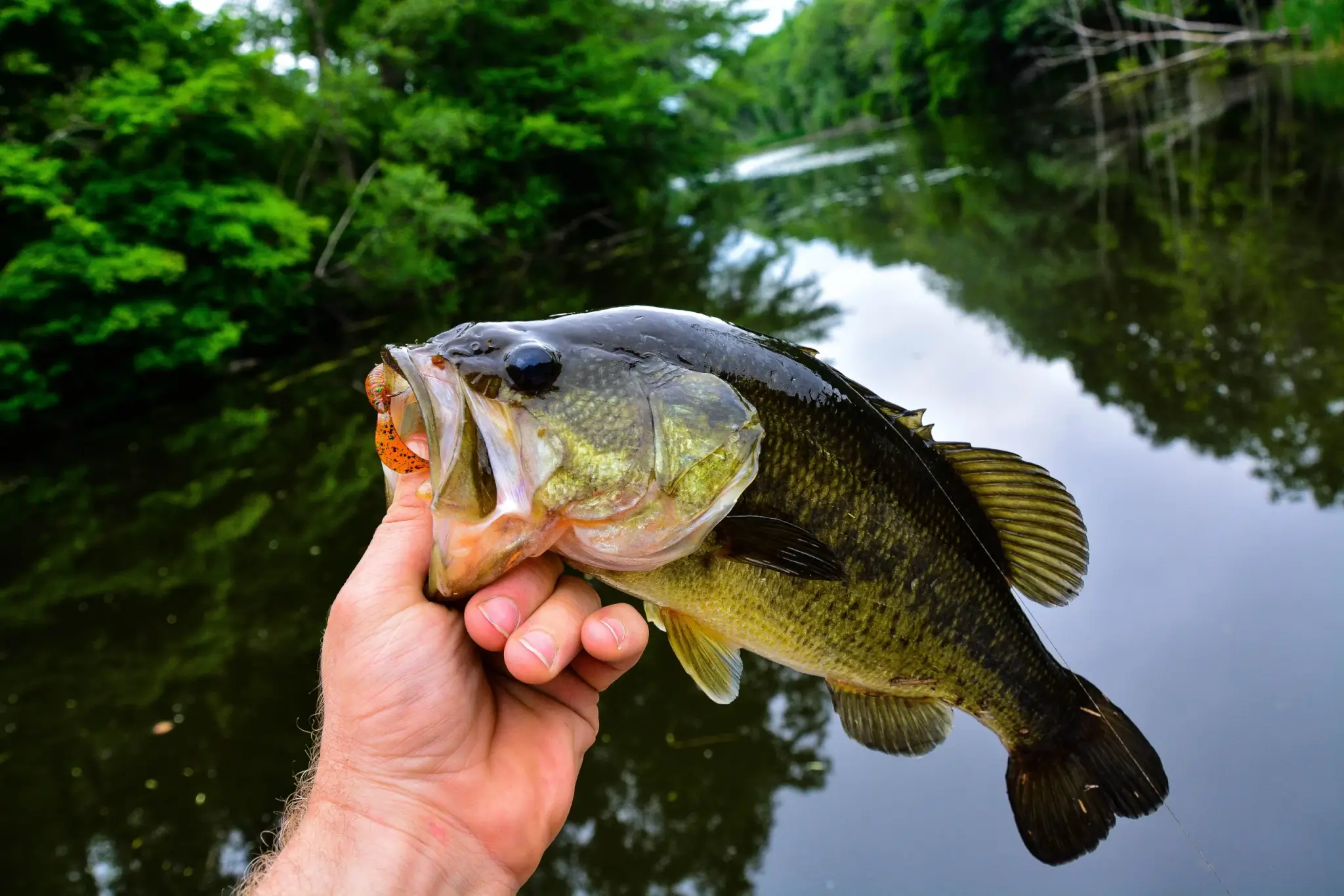 Things to Do | Fishing 2507-Things-to-do-fishing-generic-Bass